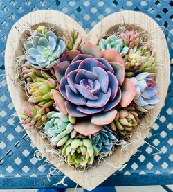 Succulent Heart