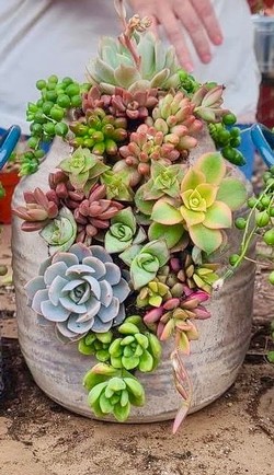 Broken Pot Succulent Class