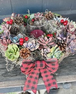 Succulent Christmas wreath or center piece