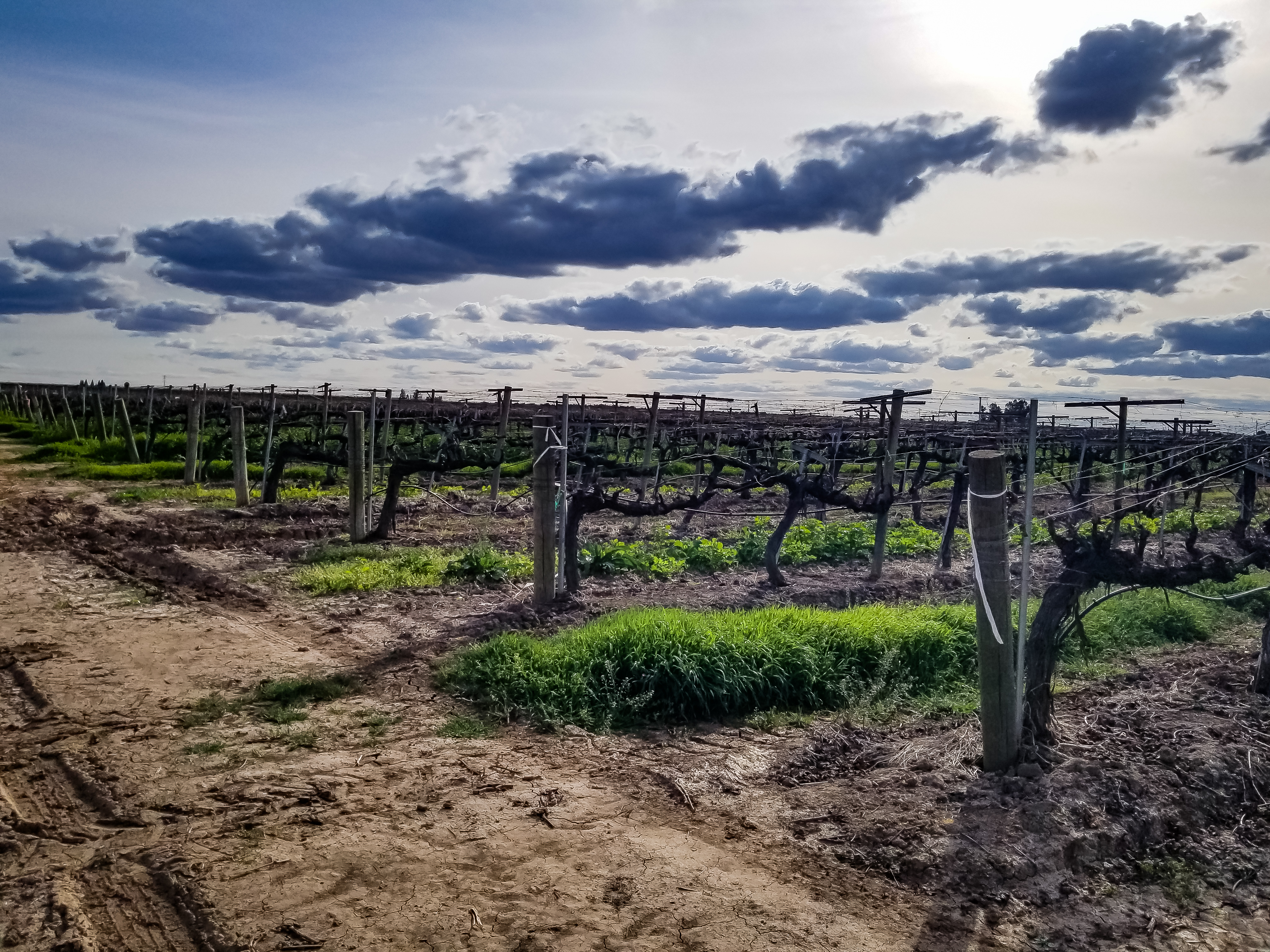Wine Club